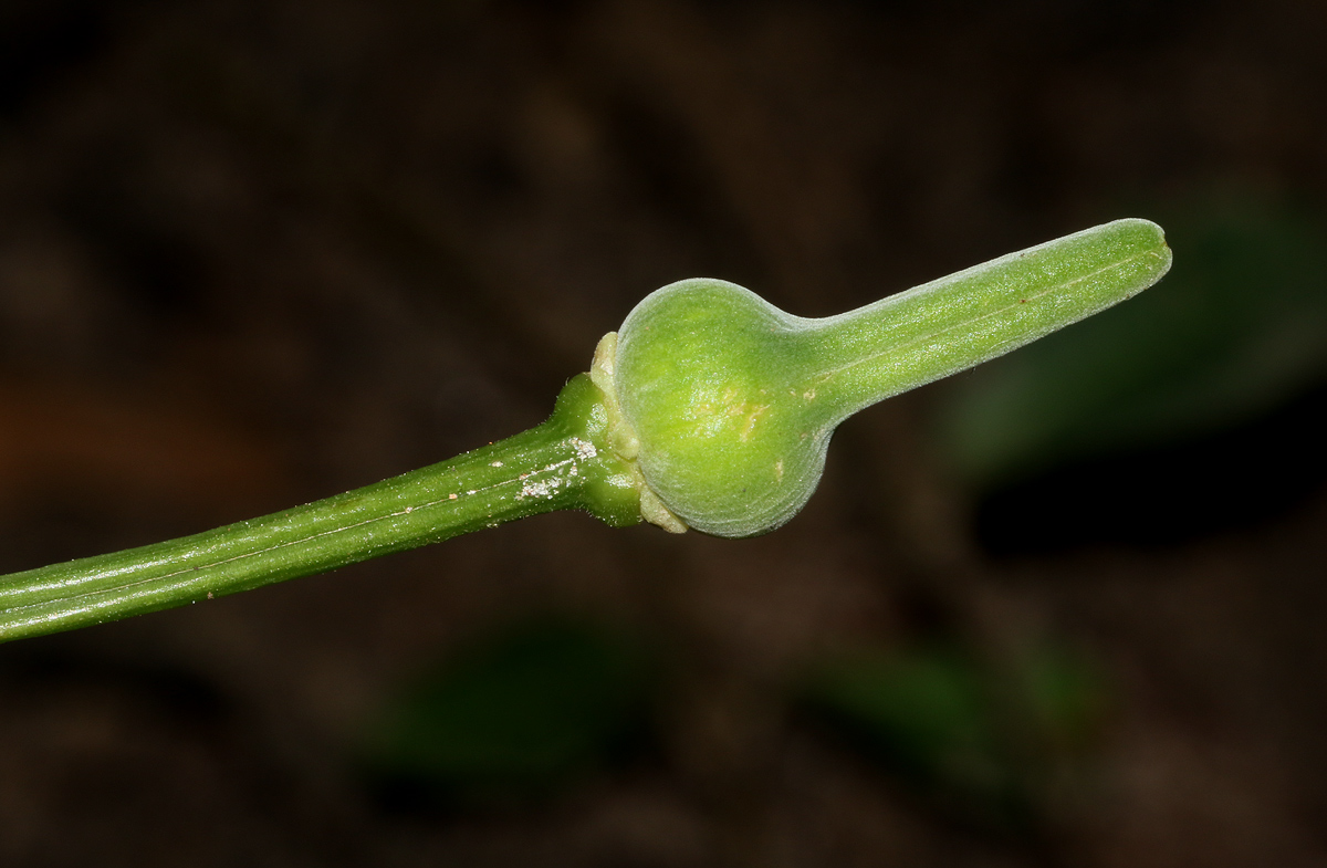 Thunbergia petersiana Thunbergia petersiana