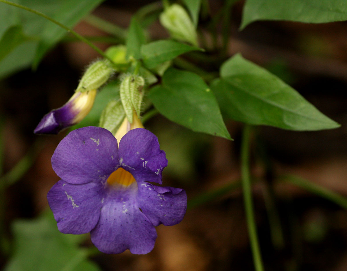 Thunbergia petersiana Thunbergia petersiana