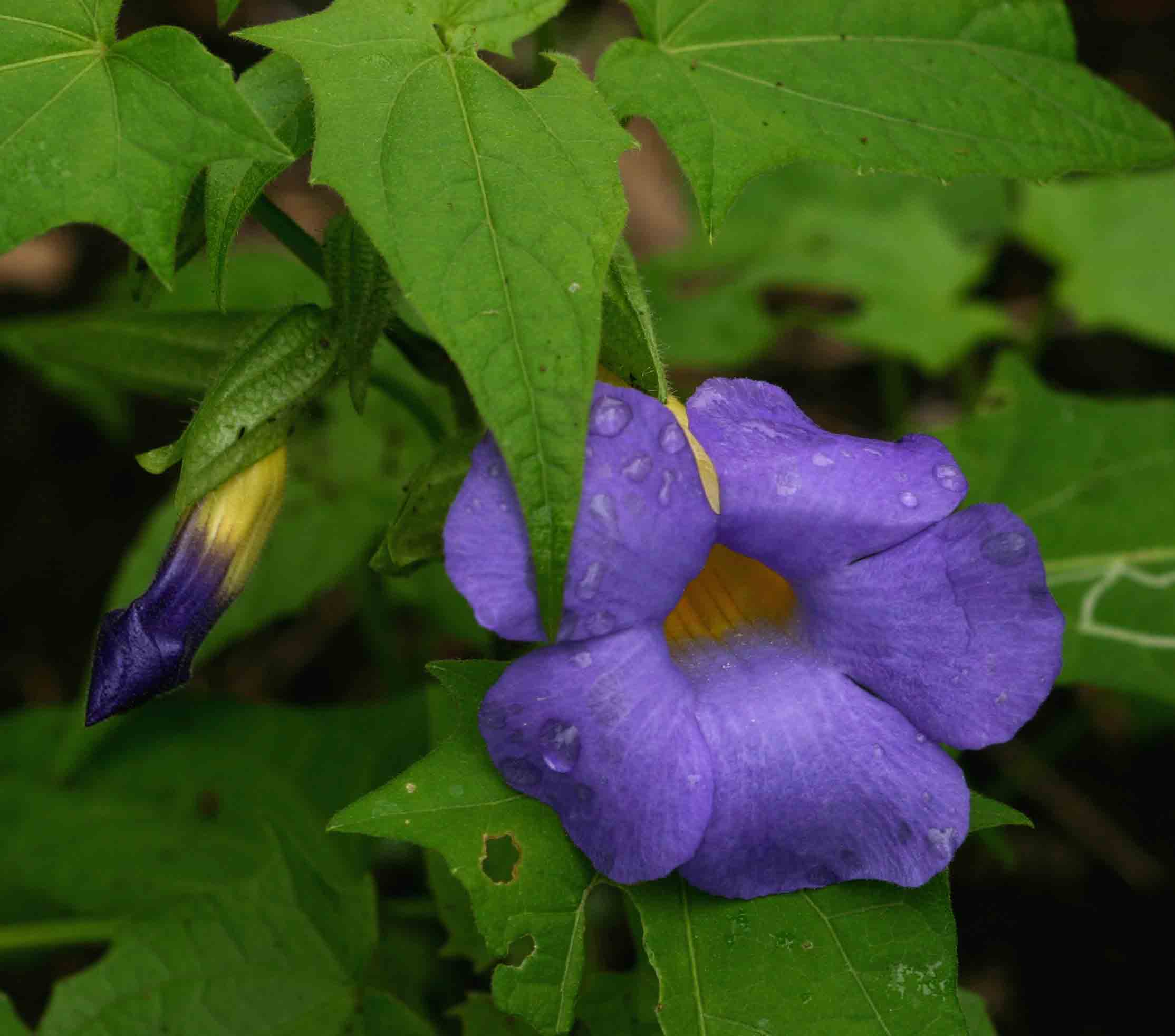 Thunbergia petersiana Thunbergia petersiana