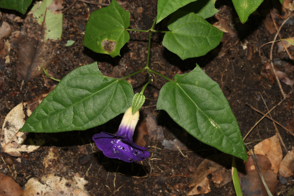 Thunbergia petersiana Thunbergia petersiana