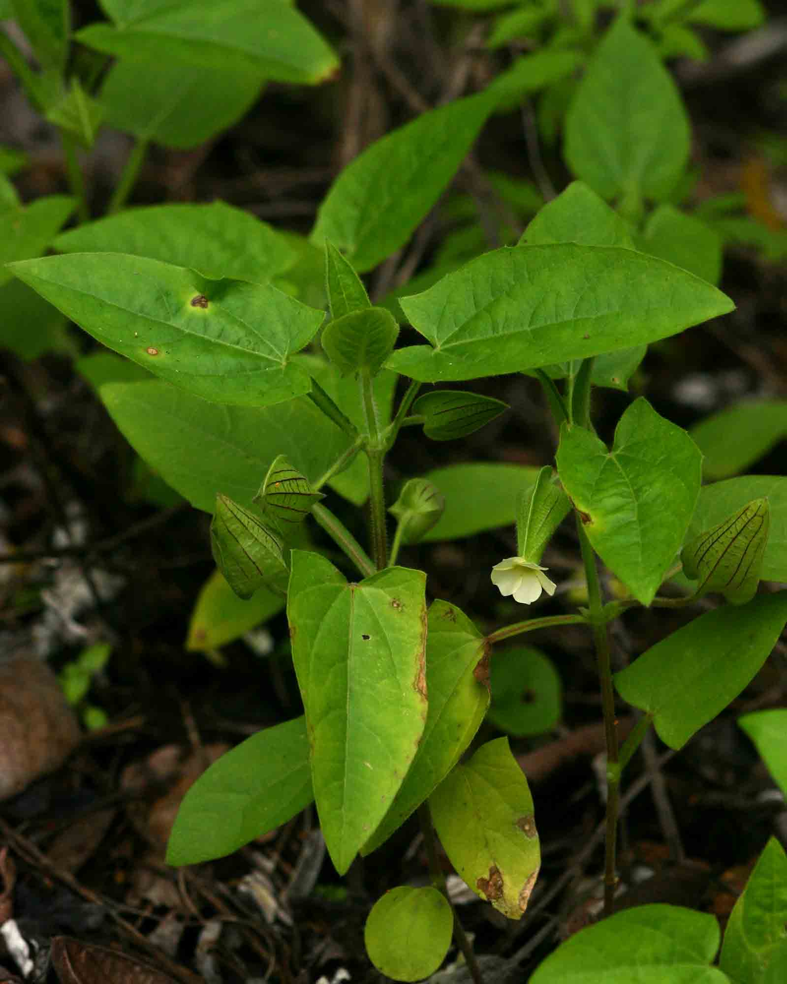 Thunbergia reticulata