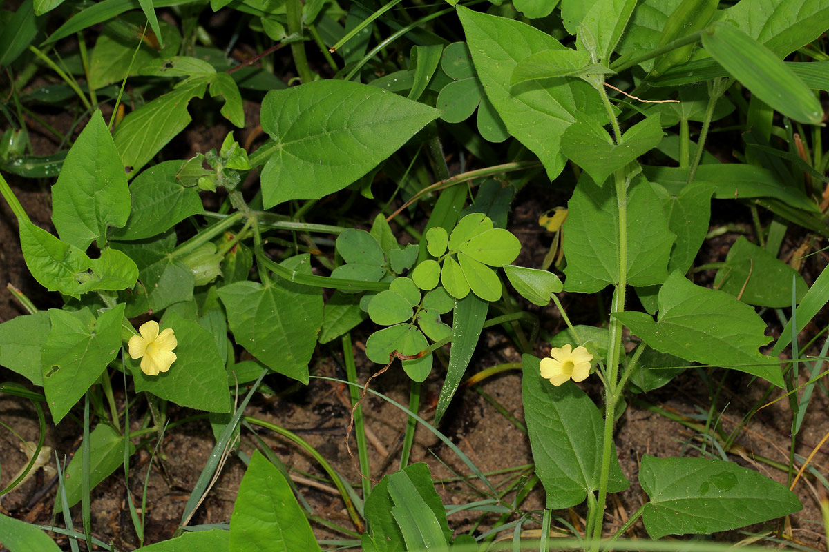 Thunbergia reticulata
