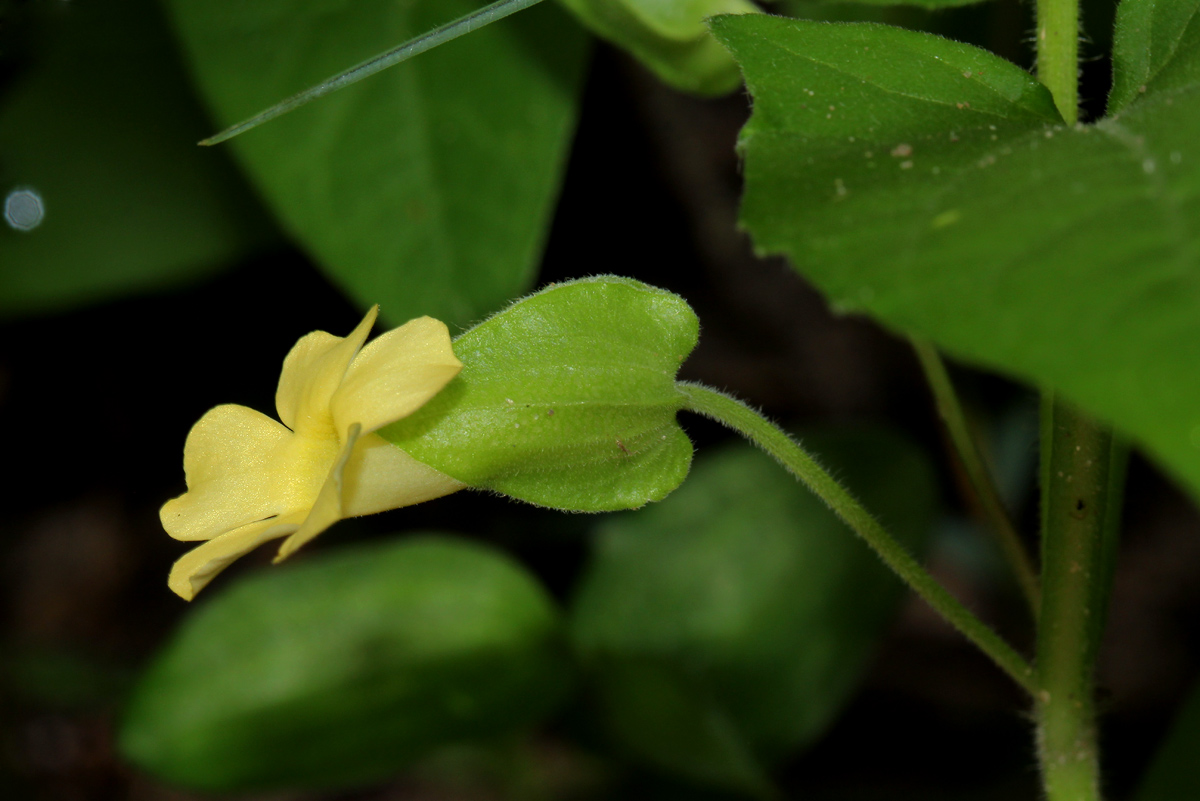 Thunbergia reticulata