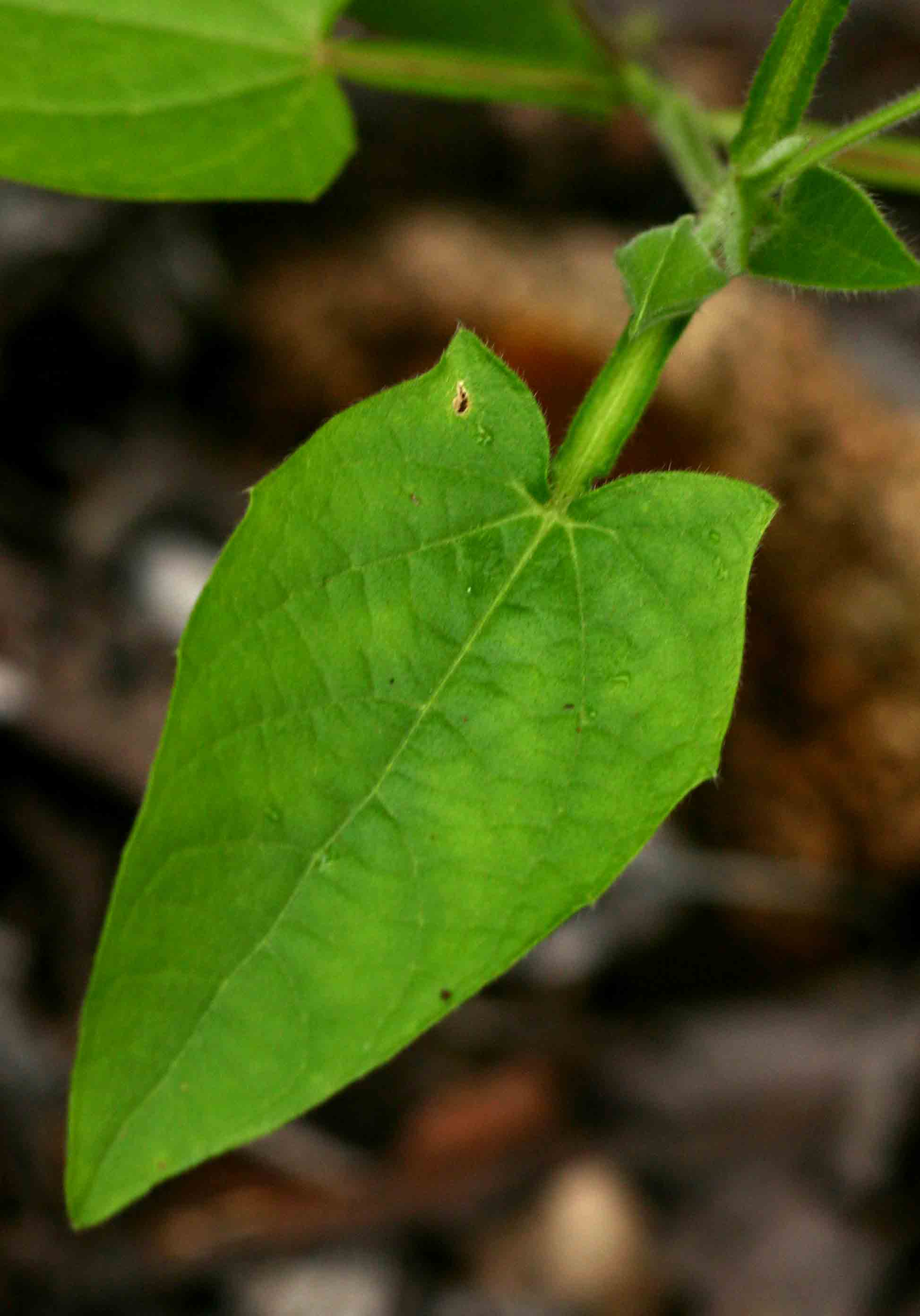 Thunbergia reticulata