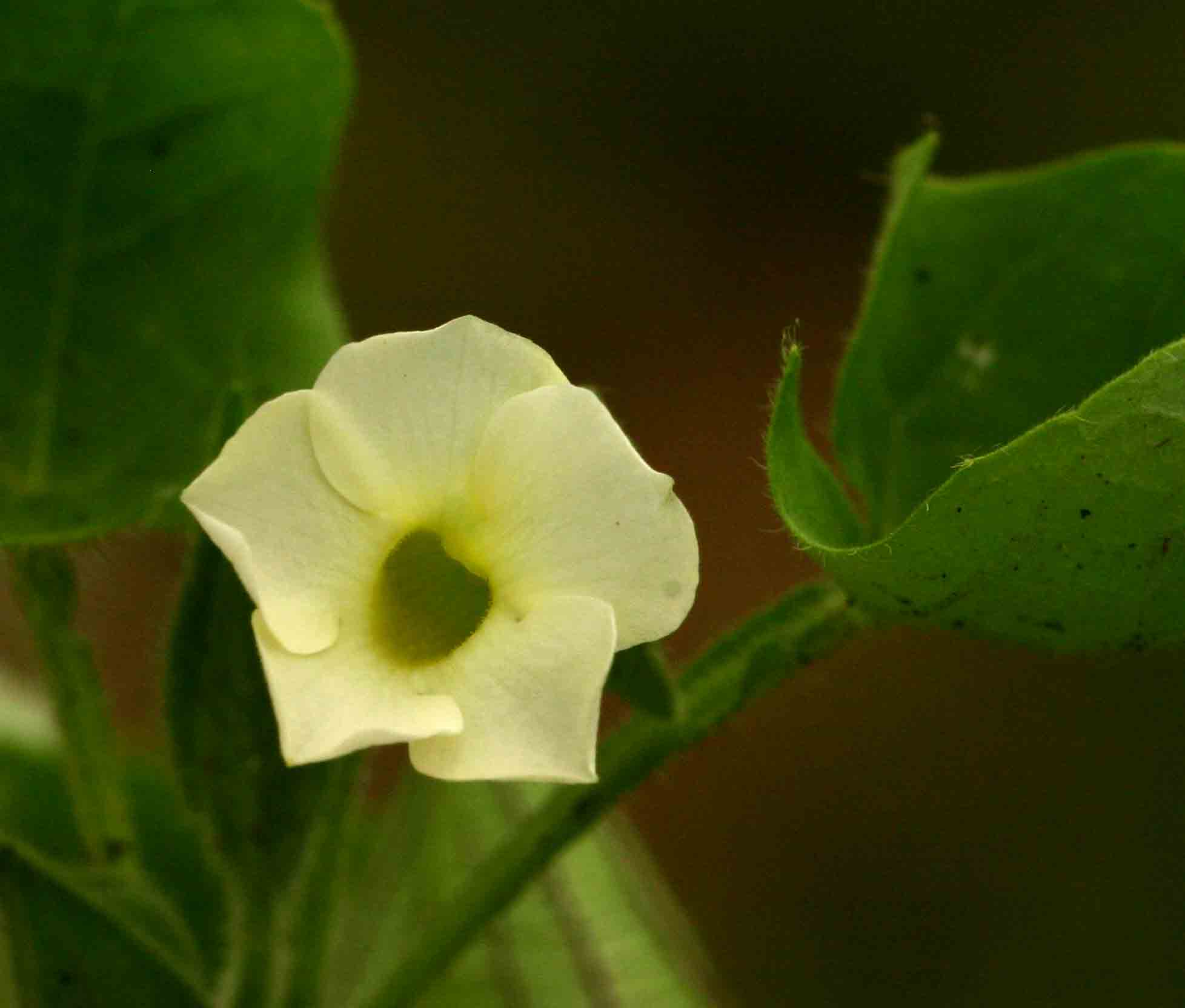 Thunbergia reticulata