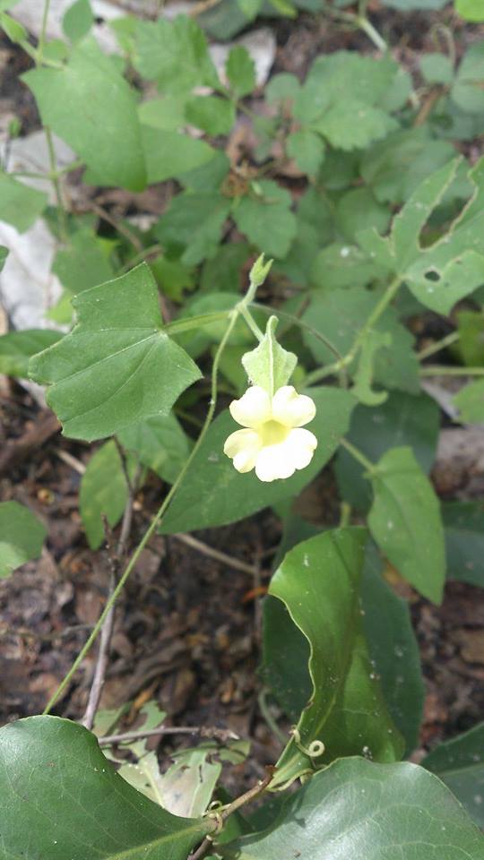 Thunbergia reticulata