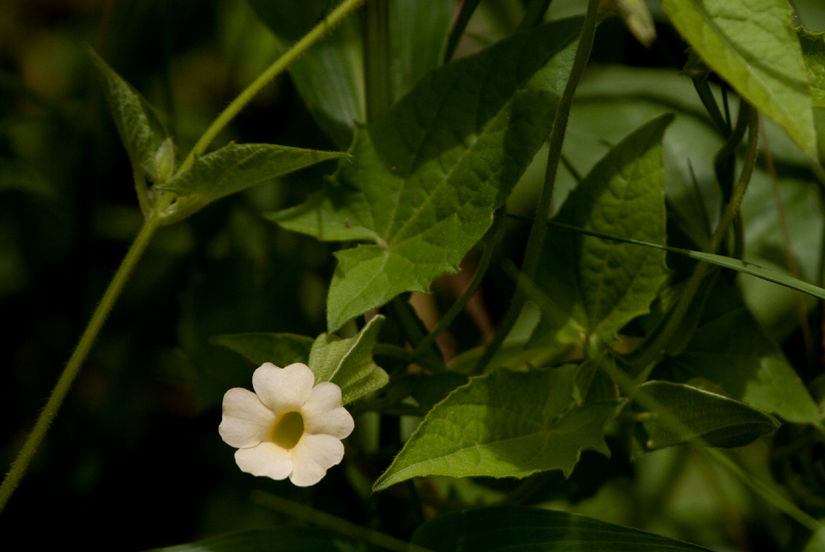 Thunbergia reticulata