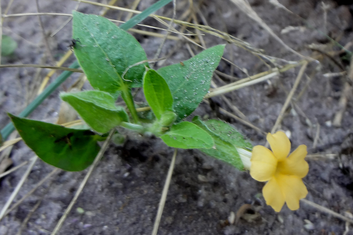 Thunbergia reticulata