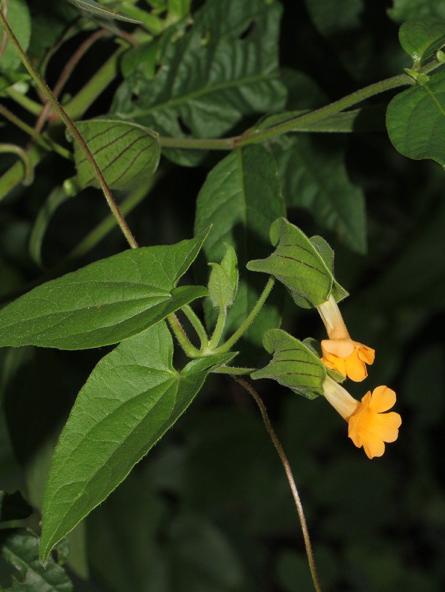 Thunbergia reticulata