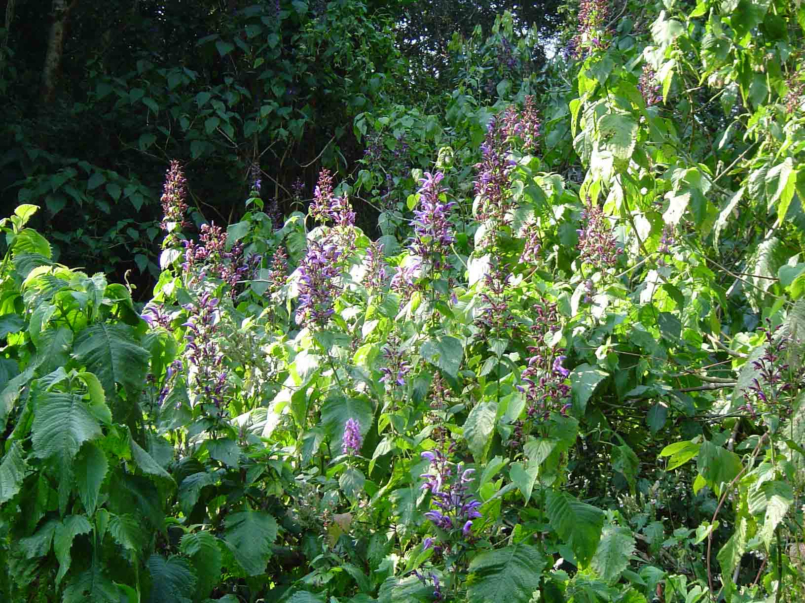 Brillantaisia cicatricosa Brillantaisia cicatricosa