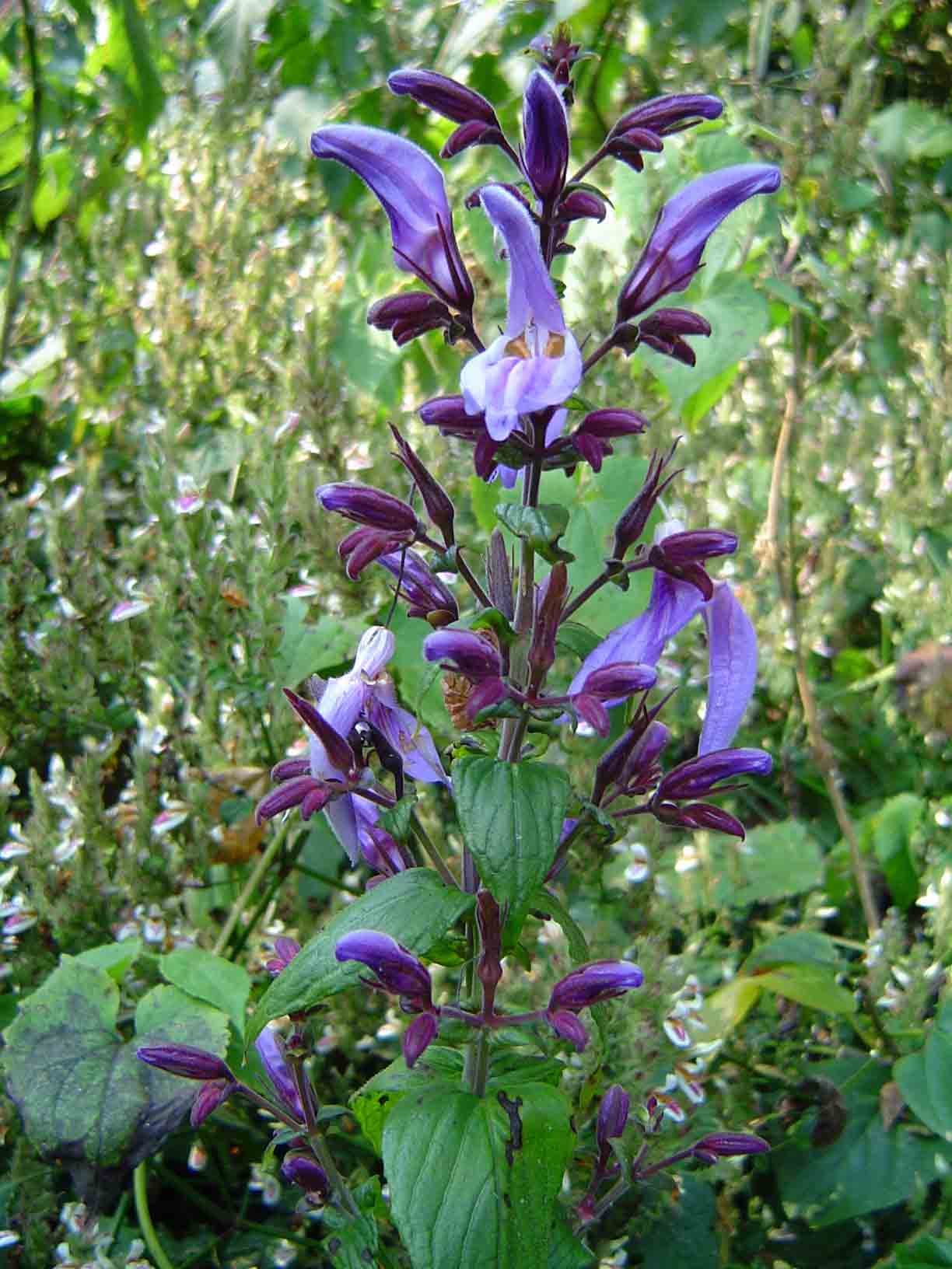 Brillantaisia cicatricosa Brillantaisia cicatricosa