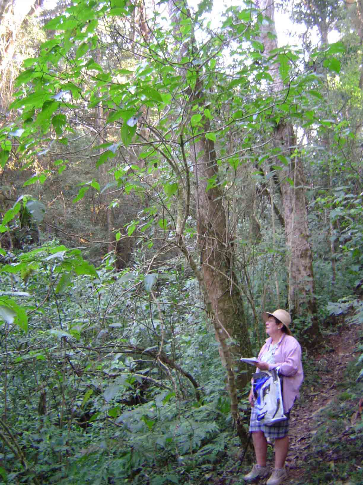 Brillantaisia cicatricosa