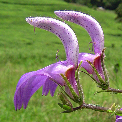 Brillantaisia cicatricosa Brillantaisia cicatricosa