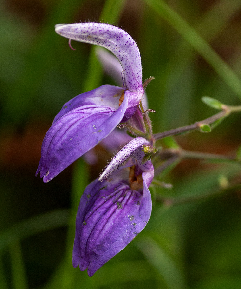 Brillantaisia cicatricosa Brillantaisia cicatricosa