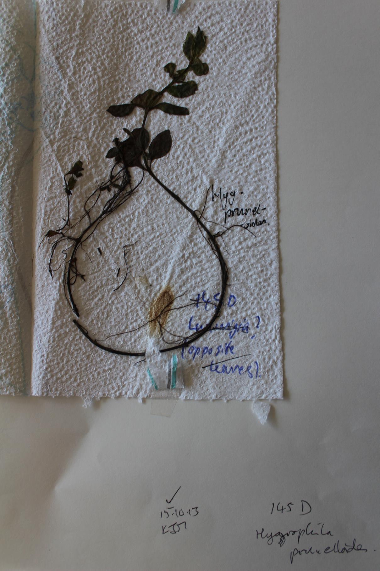 Hygrophila abyssinica