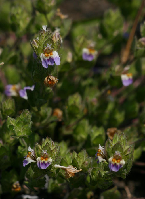 Hygrophila pilosa