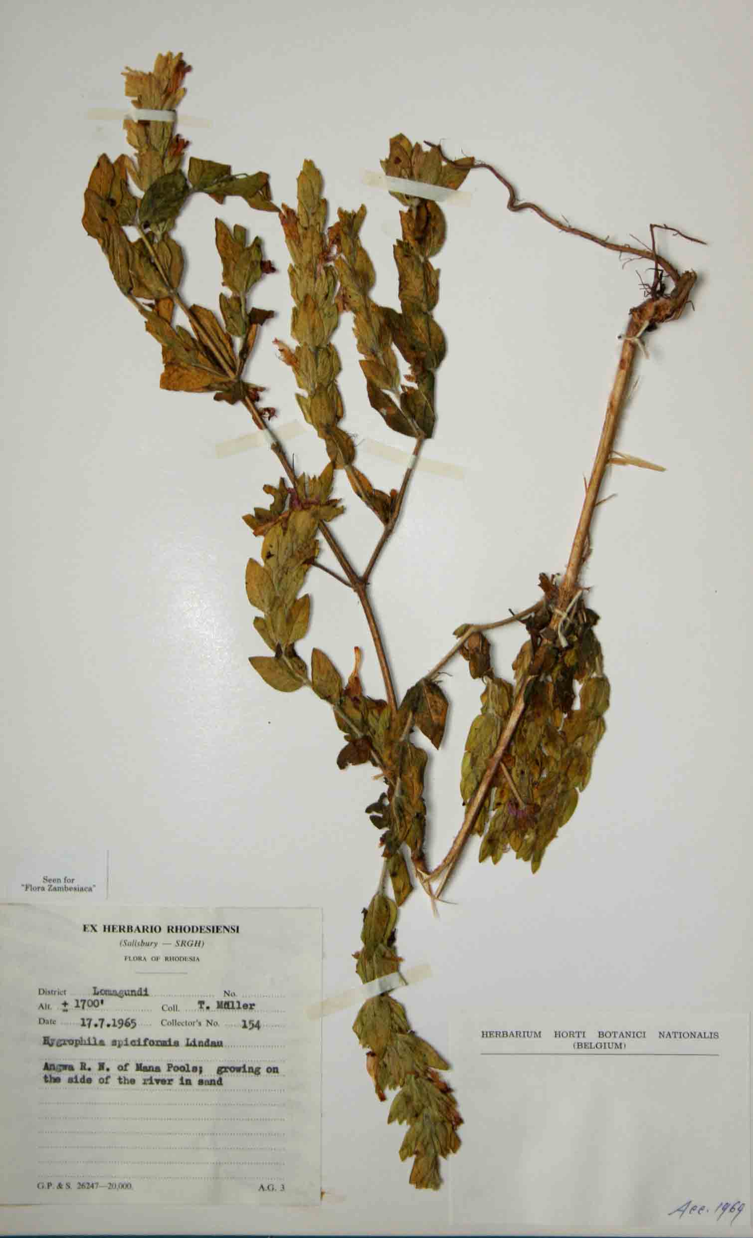 Hygrophila spiciformis Hygrophila spiciformis