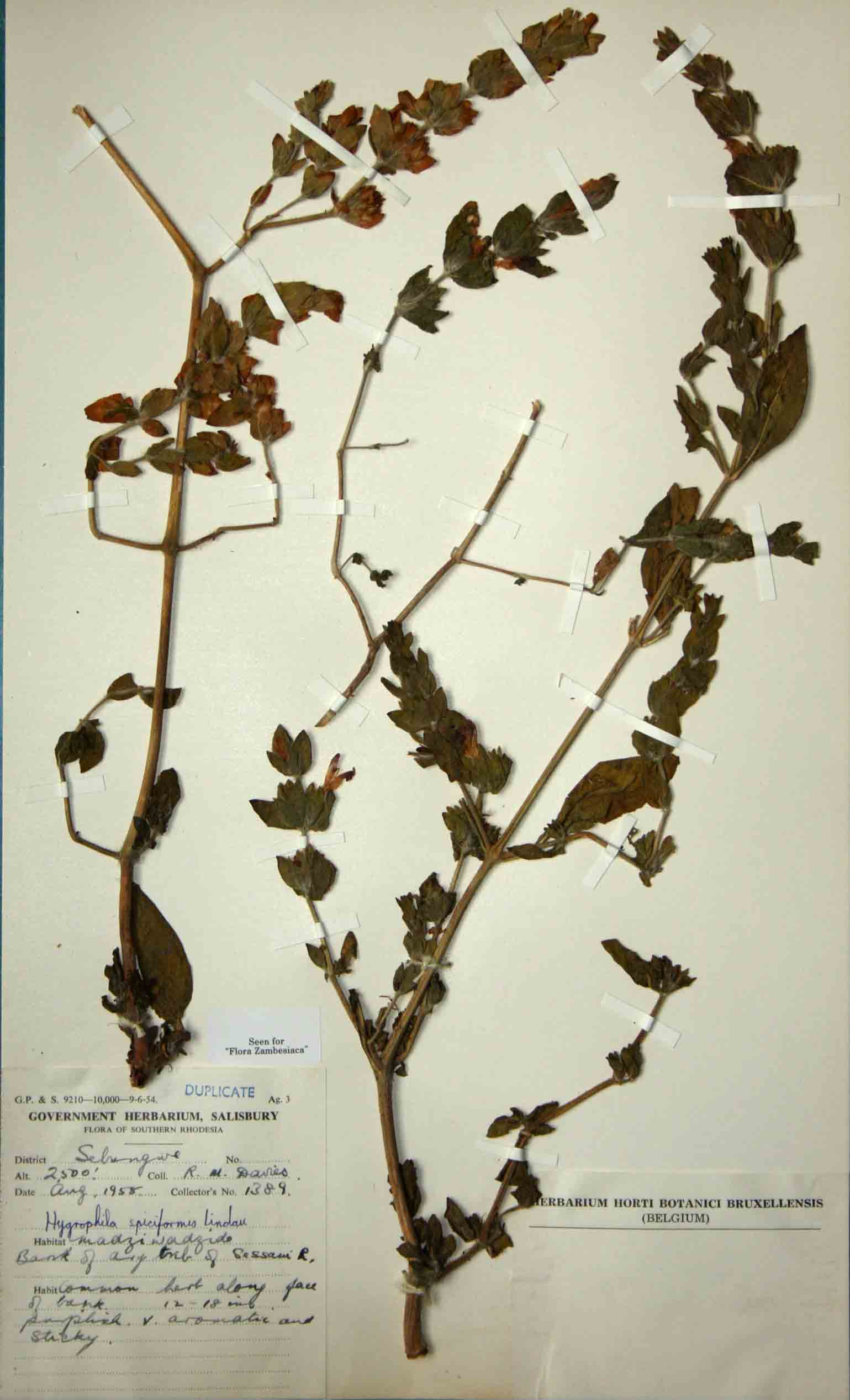Hygrophila spiciformis