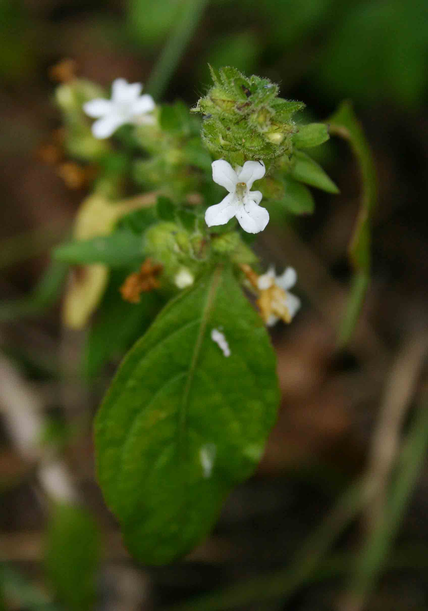 Phaulopsis imbricata subsp. imbricata Phaulopsis imbricata subsp. imbricata