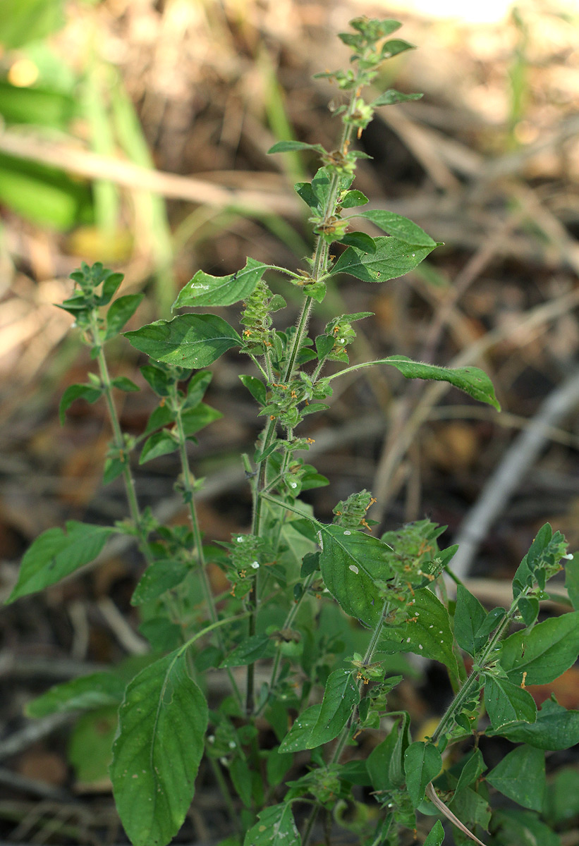 Phaulopsis imbricata subsp. imbricata Phaulopsis imbricata subsp. imbricata