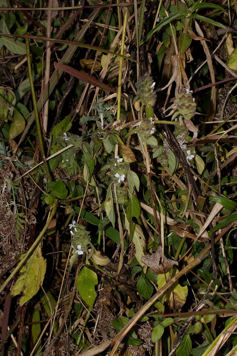 Phaulopsis imbricata subsp. imbricata Phaulopsis imbricata subsp. imbricata