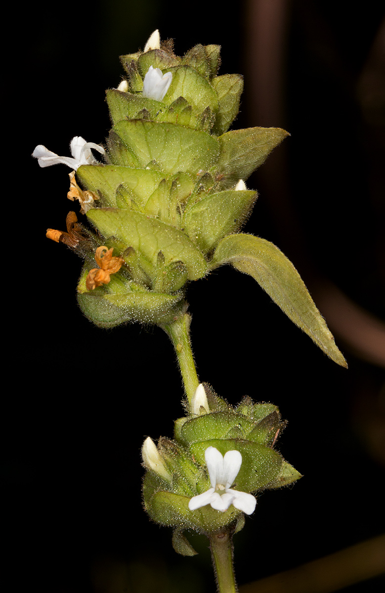 Phaulopsis imbricata subsp. imbricata