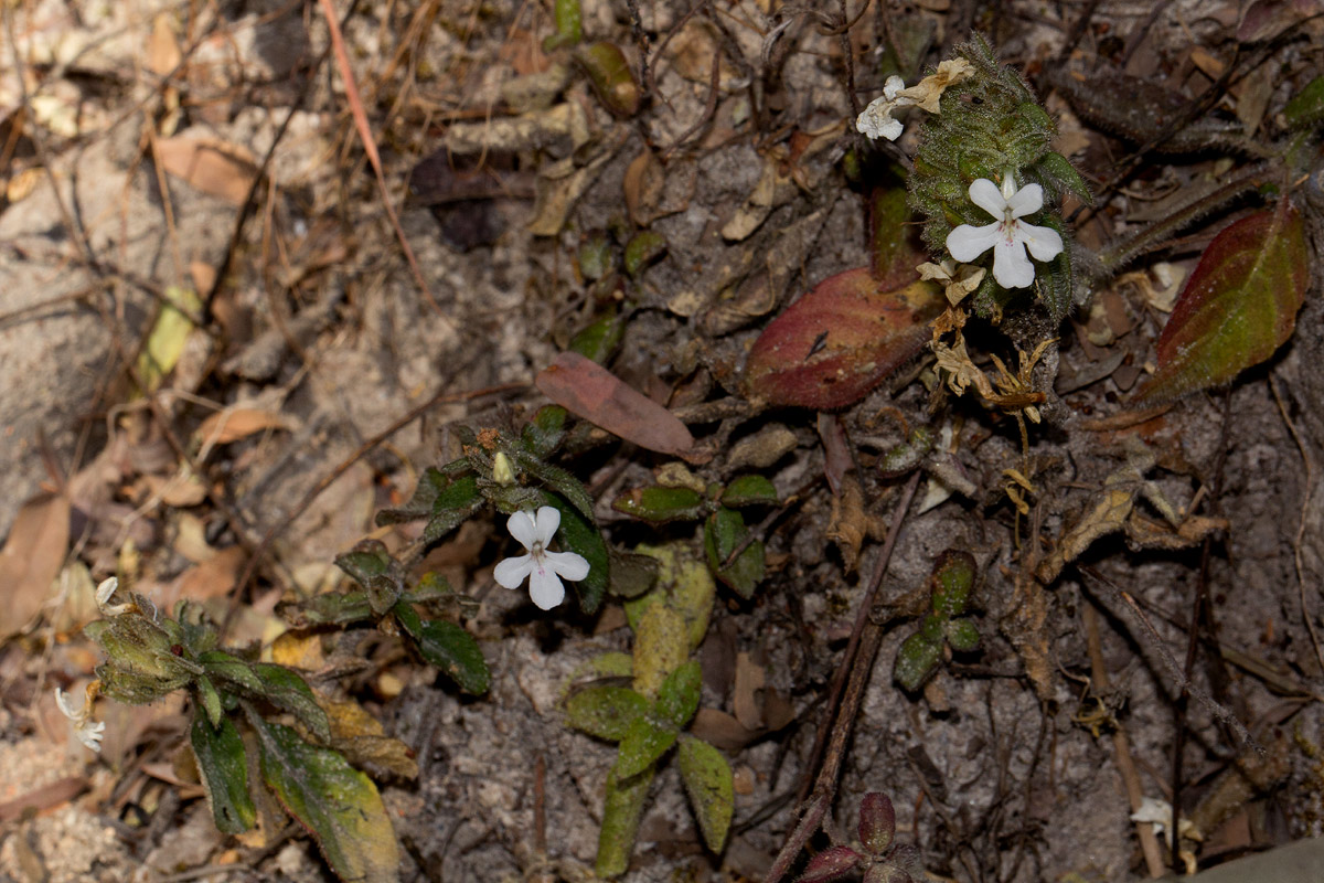 Phaulopsis imbricata subsp. imbricata Phaulopsis imbricata subsp. imbricata