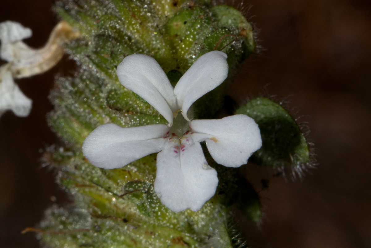 Phaulopsis imbricata subsp. imbricata Phaulopsis imbricata subsp. imbricata