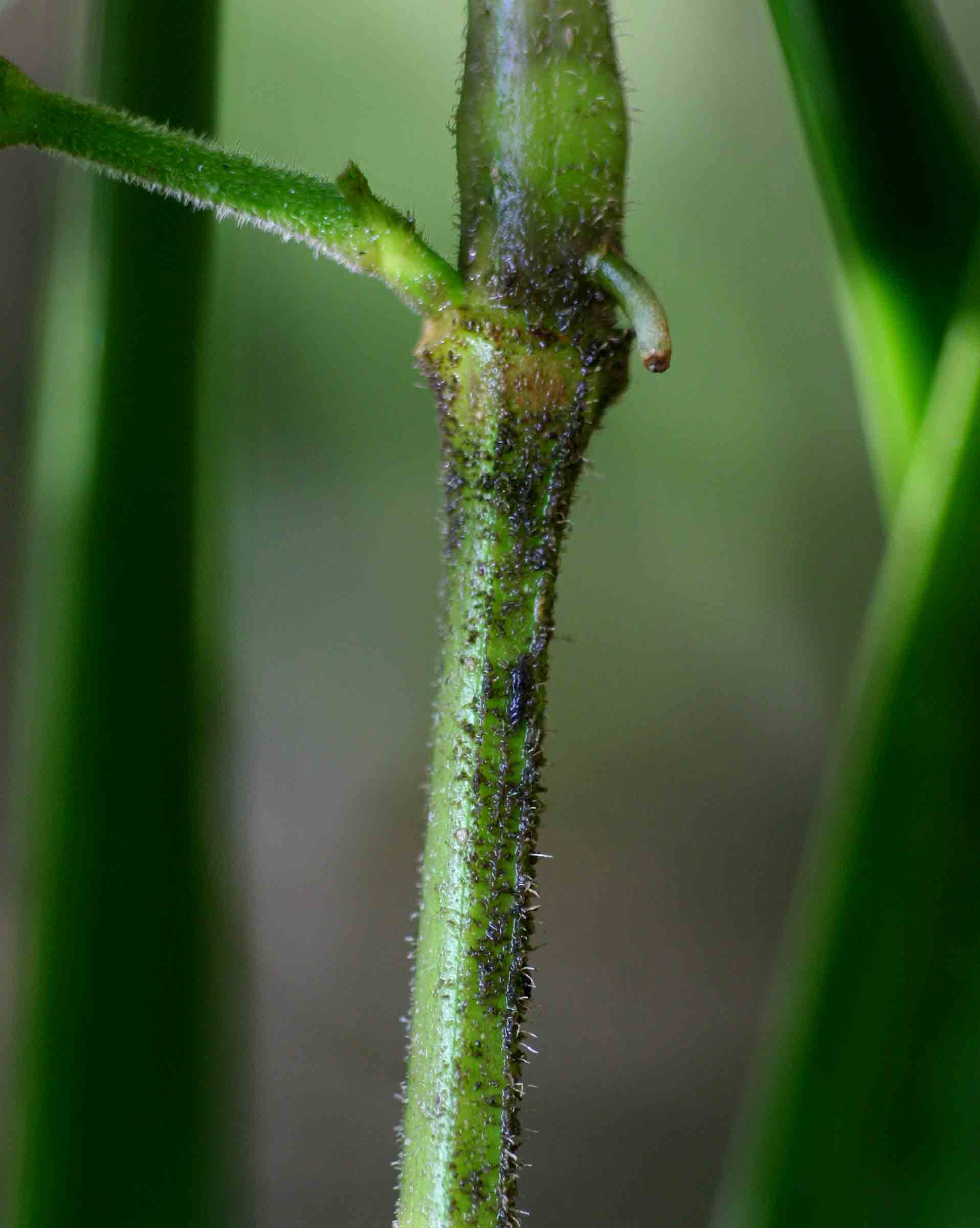 Phaulopsis imbricata subsp. imbricata