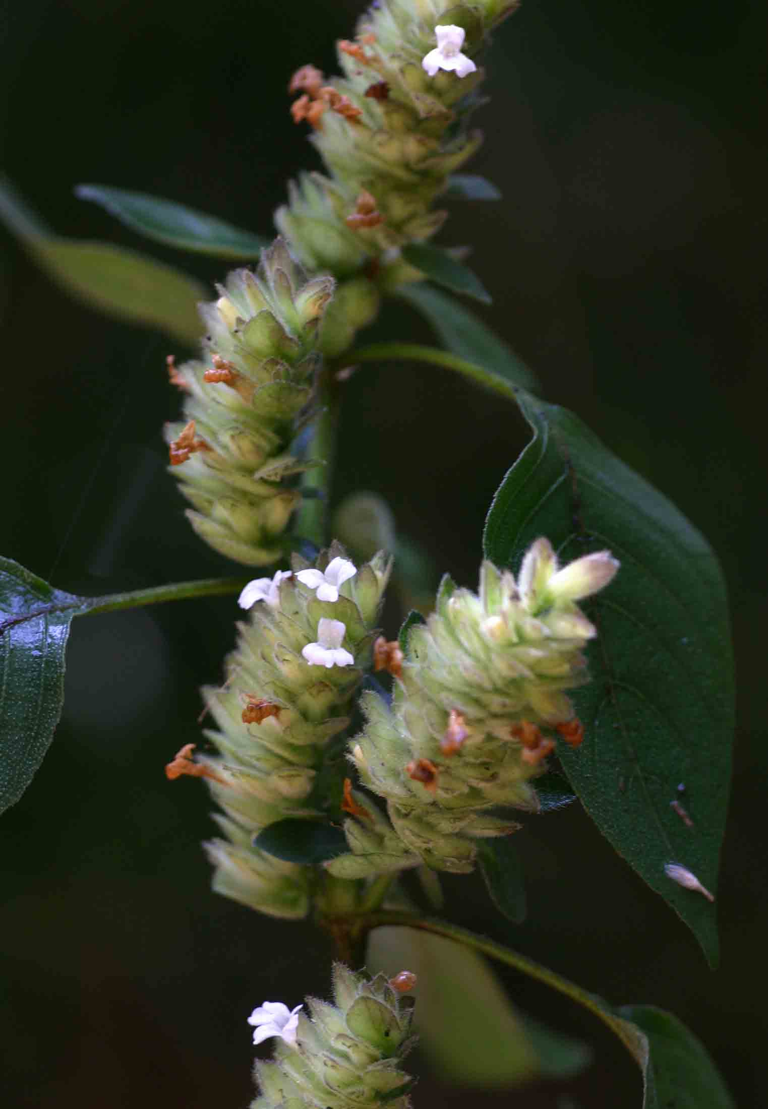 Phaulopsis imbricata subsp. imbricata