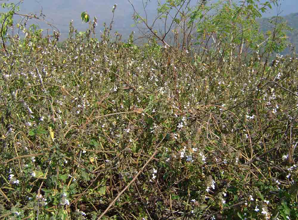 Phaulopsis imbricata subsp. imbricata Phaulopsis imbricata subsp. imbricata