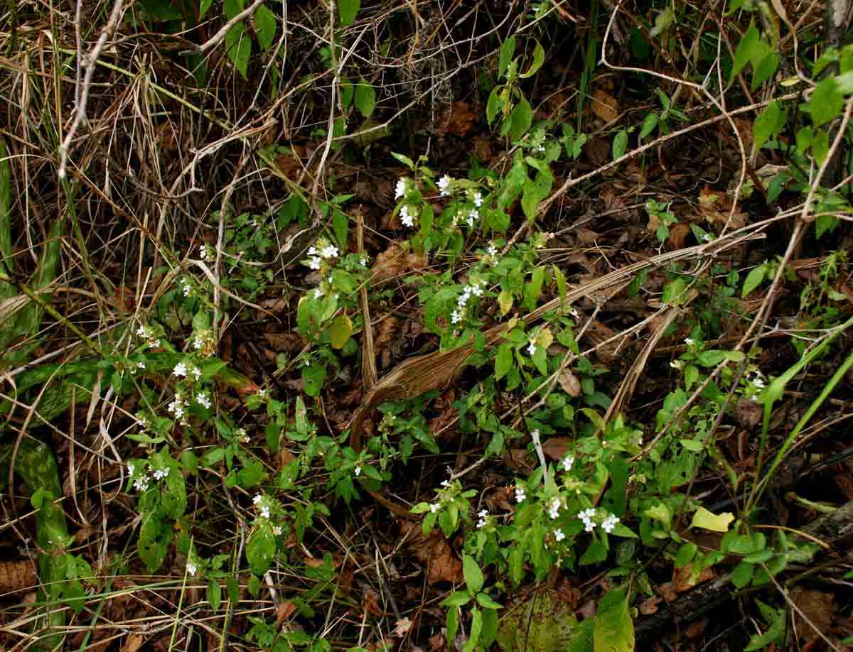 Phaulopsis imbricata subsp. imbricata Phaulopsis imbricata subsp. imbricata