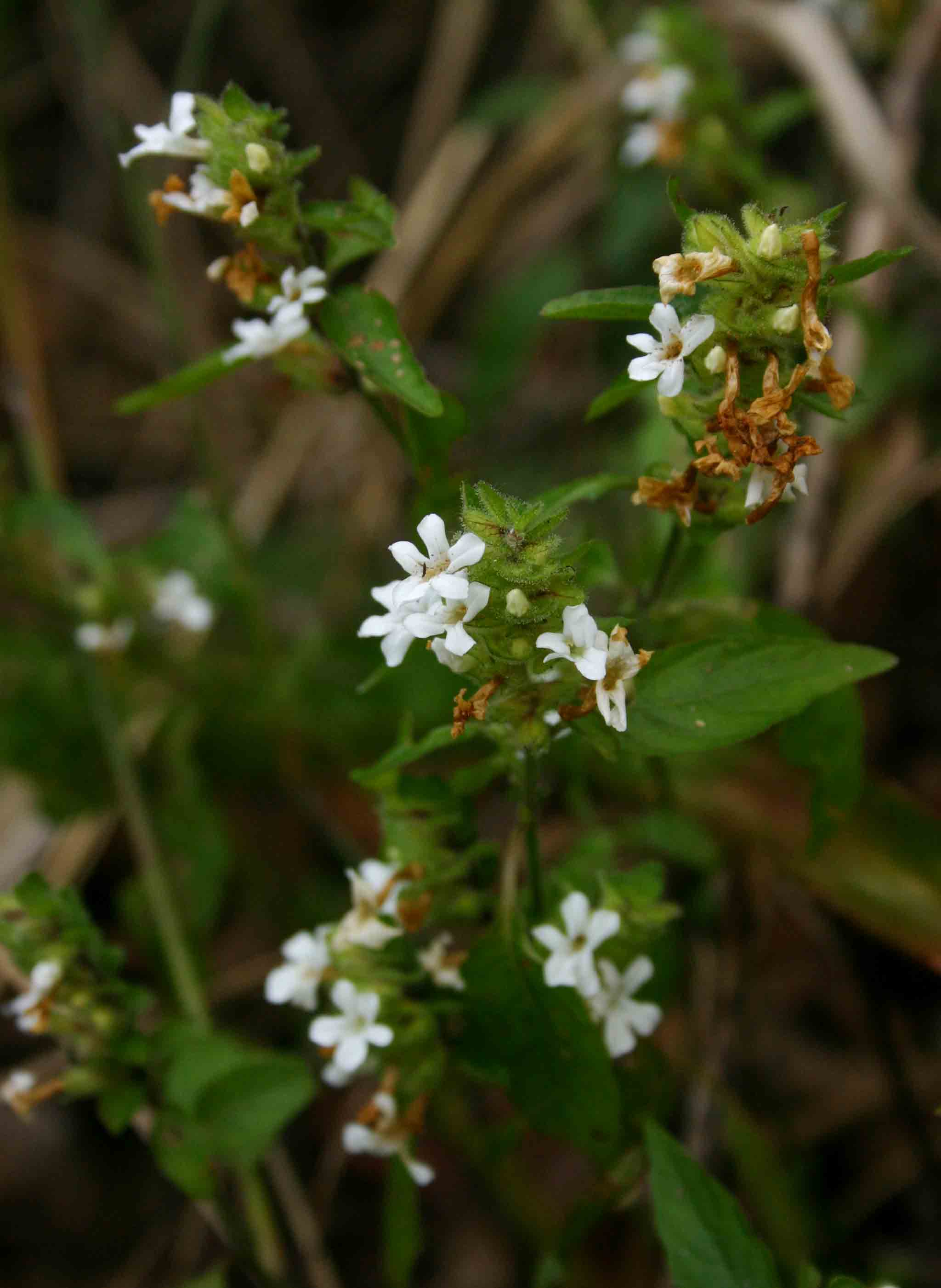 Phaulopsis imbricata subsp. imbricata Phaulopsis imbricata subsp. imbricata