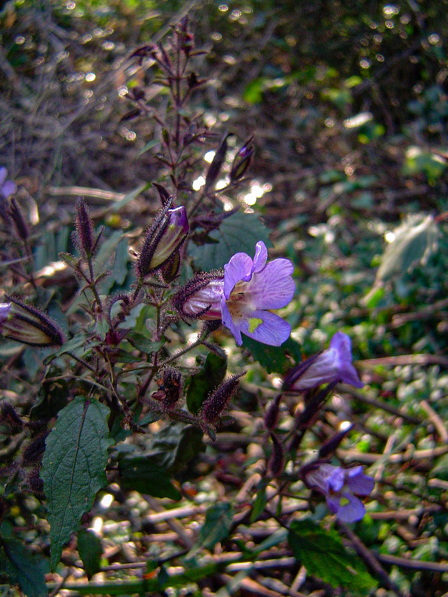 Mimulopsis solmsii Mimulopsis solmsii