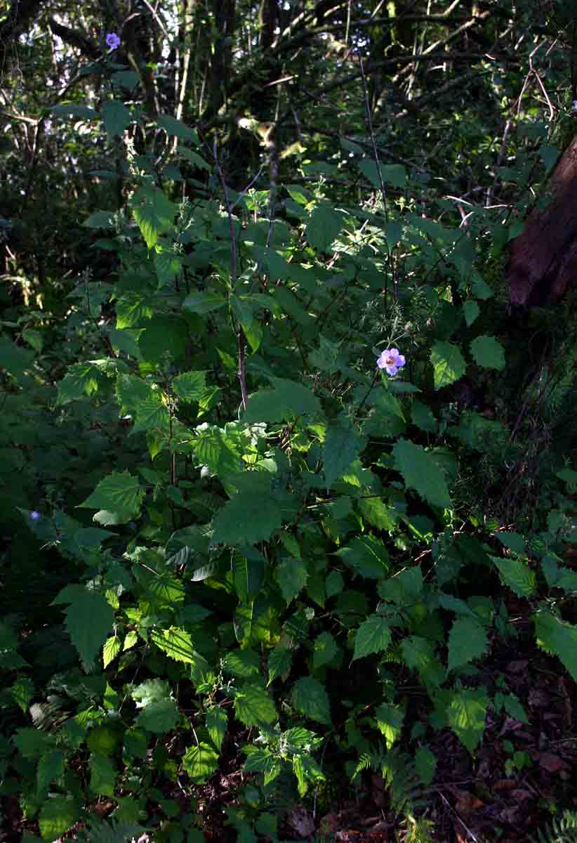 Mimulopsis solmsii Mimulopsis solmsii