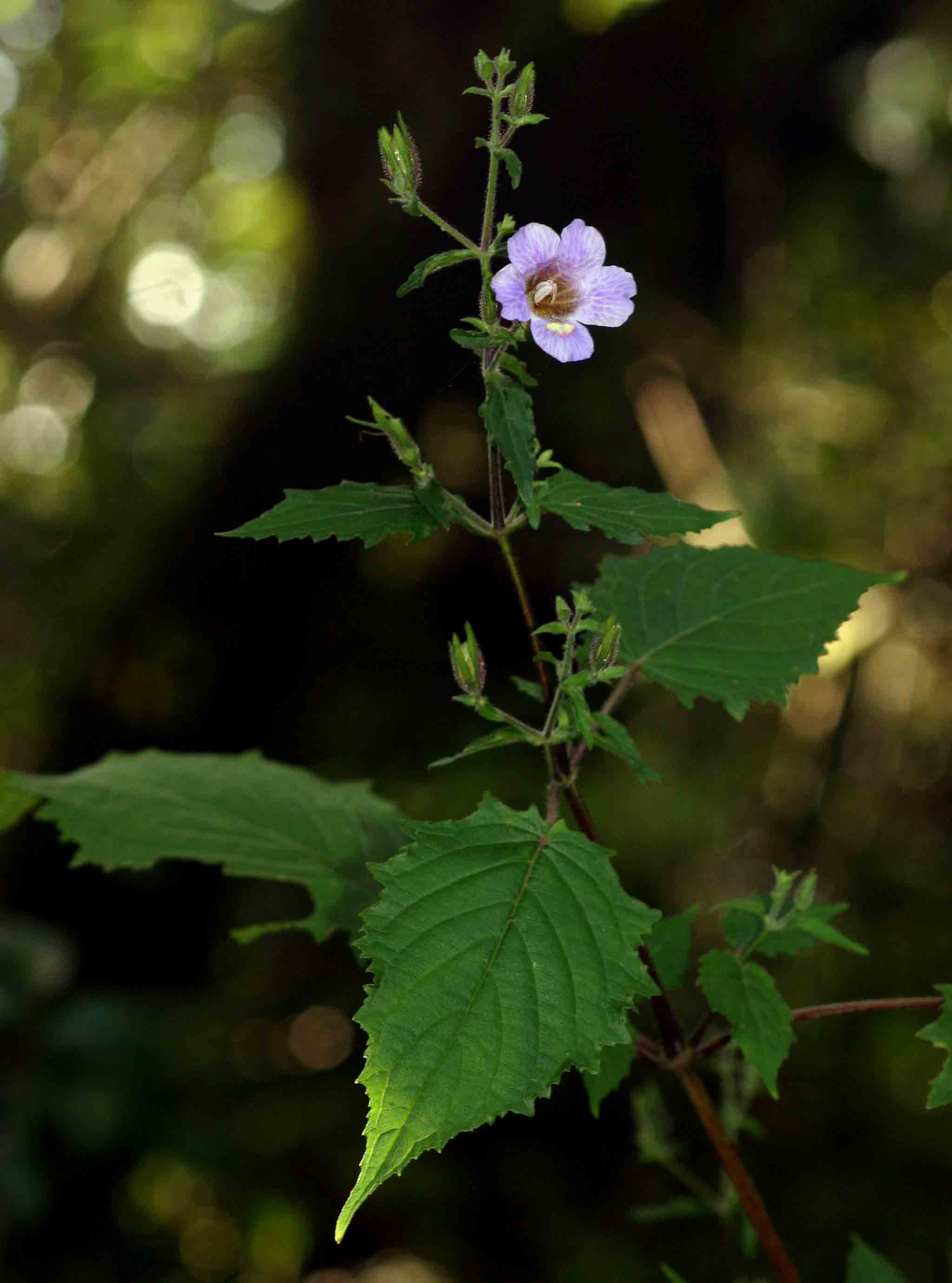 Mimulopsis solmsii Mimulopsis solmsii