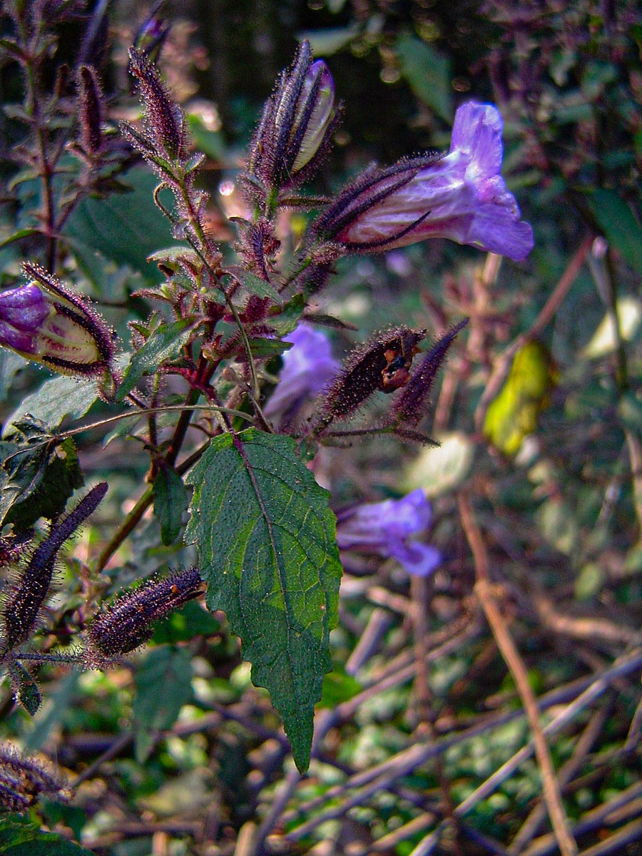 Mimulopsis solmsii Mimulopsis solmsii