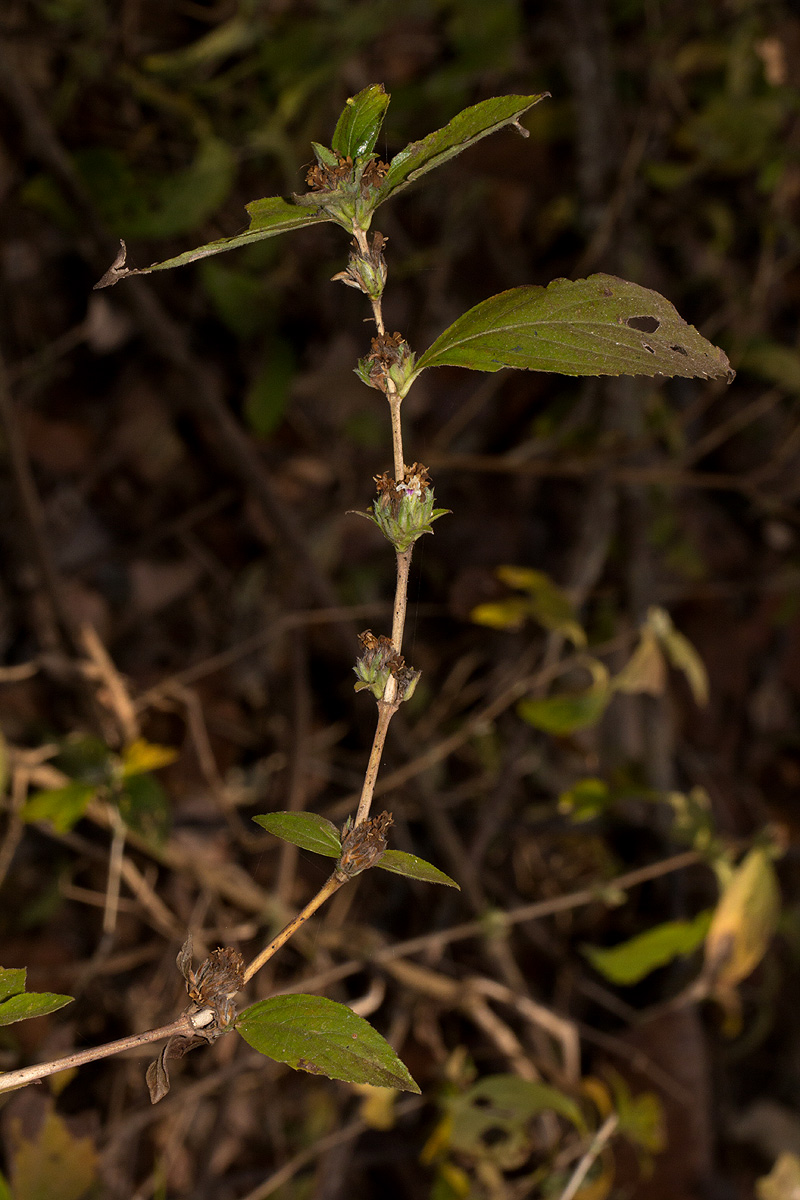 Duosperma crenatum