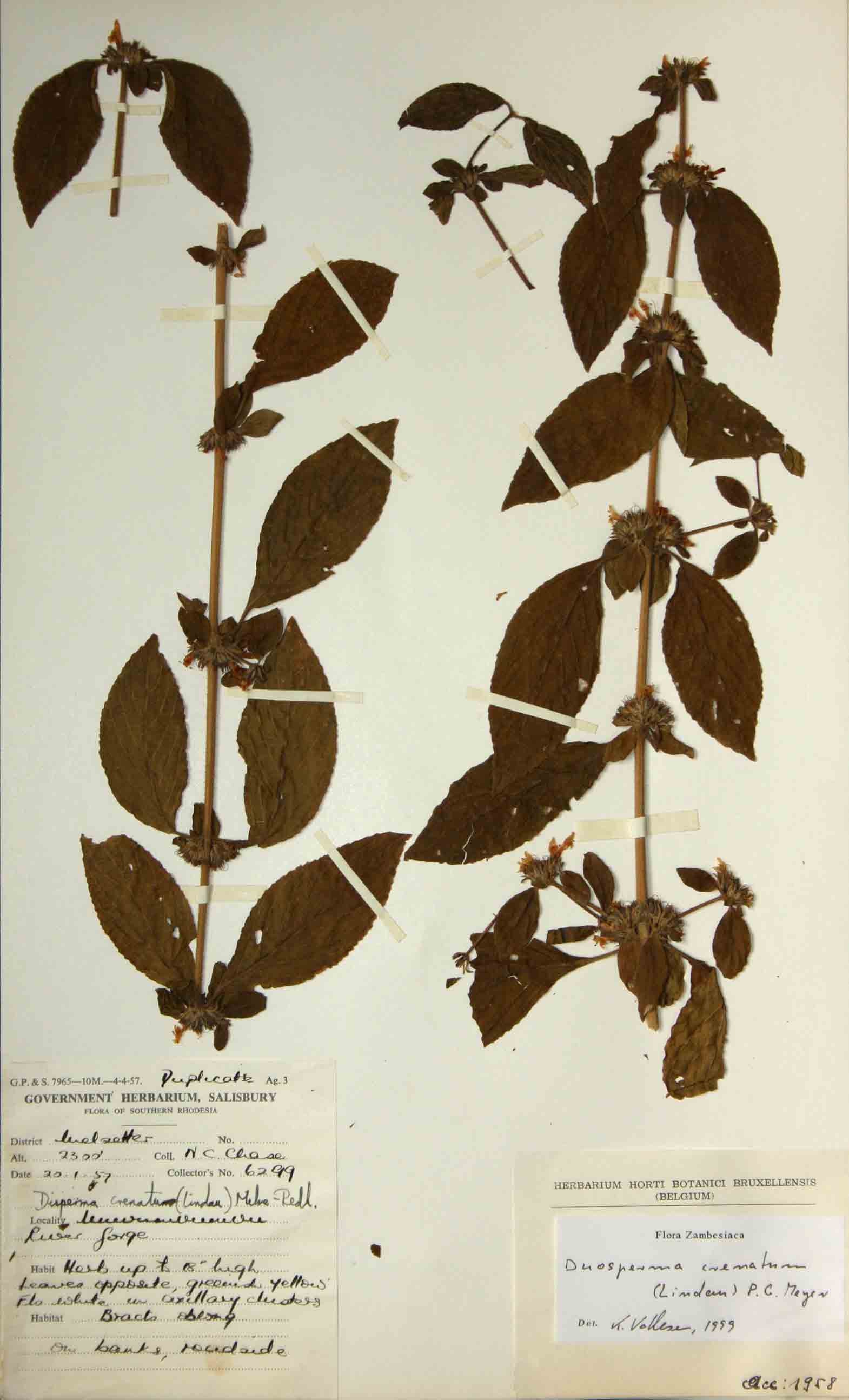 Duosperma crenatum Duosperma crenatum