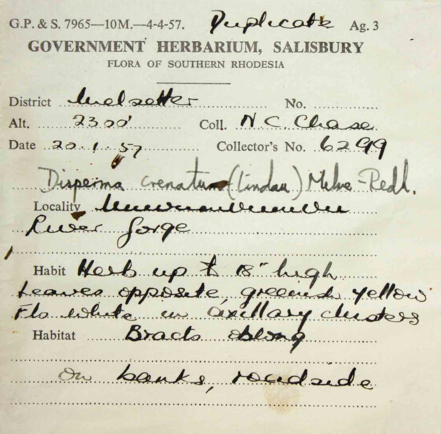 Duosperma crenatum Duosperma crenatum