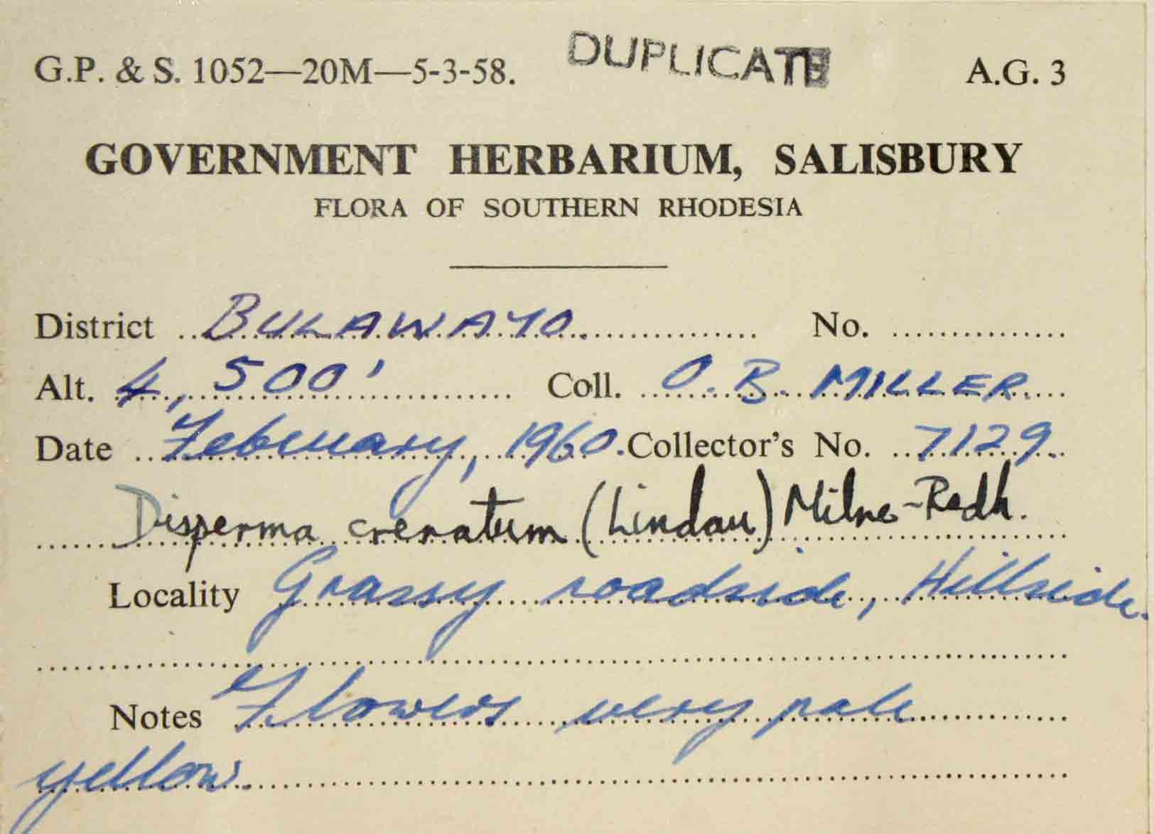 Duosperma crenatum Duosperma crenatum