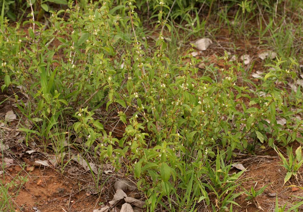 Duosperma crenatum Duosperma crenatum