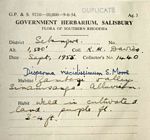 Duosperma quadrangulare