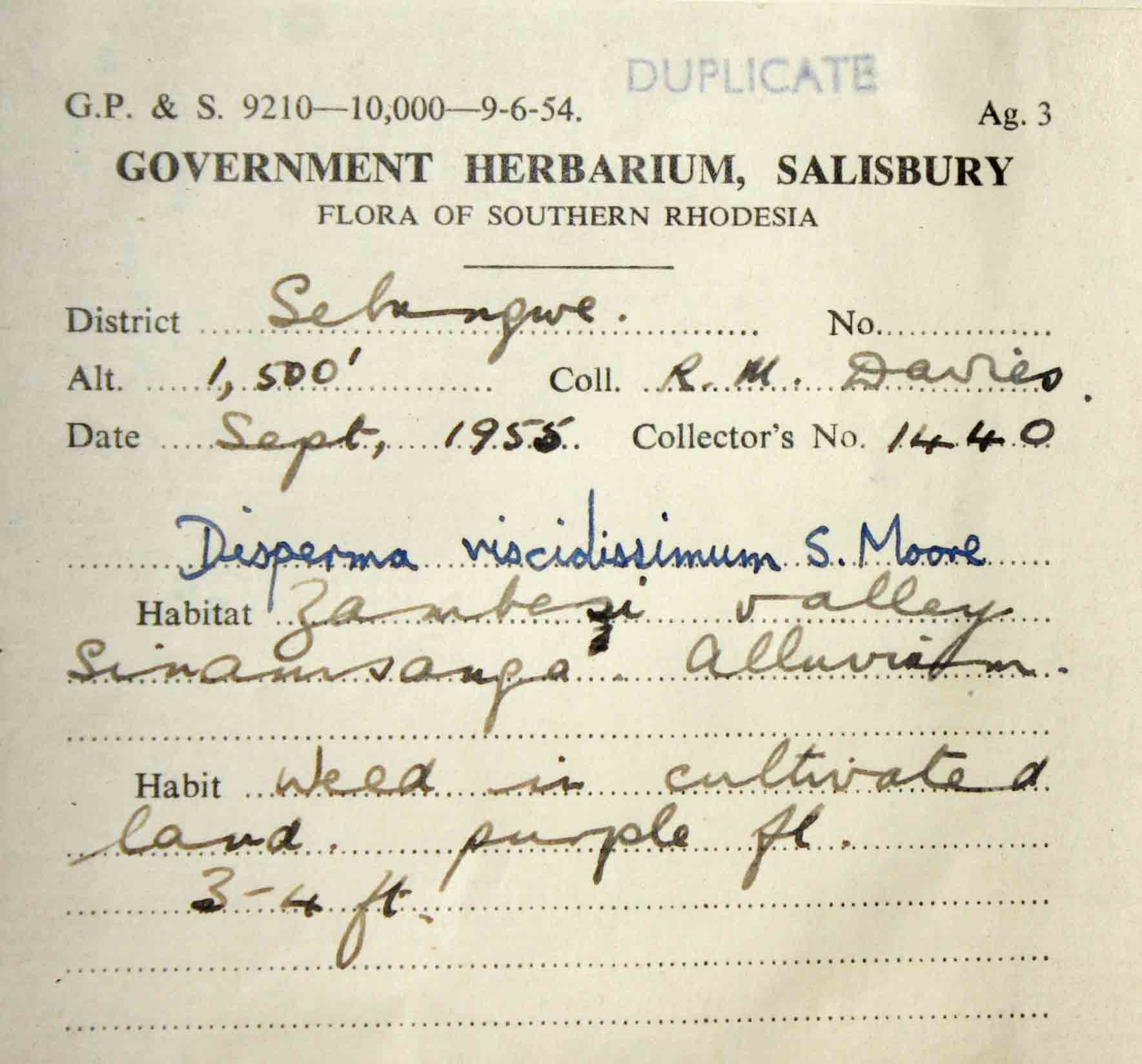 Duosperma quadrangulare