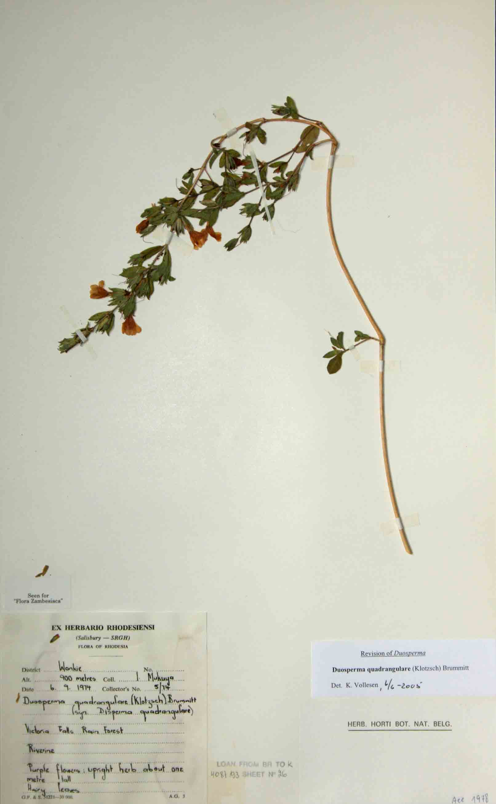 Duosperma quadrangulare Duosperma quadrangulare