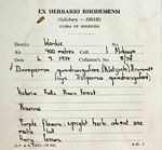 Duosperma quadrangulare