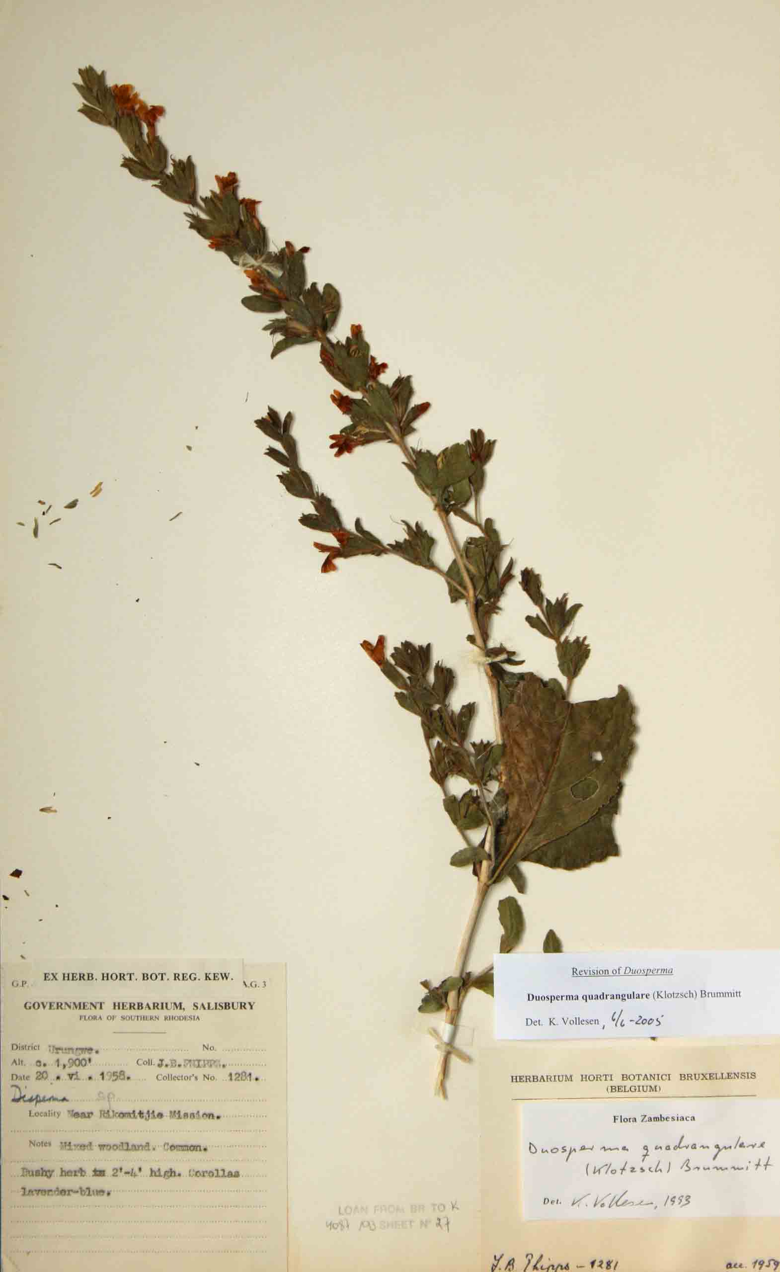 Duosperma quadrangulare Duosperma quadrangulare