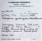 Duosperma quadrangulare