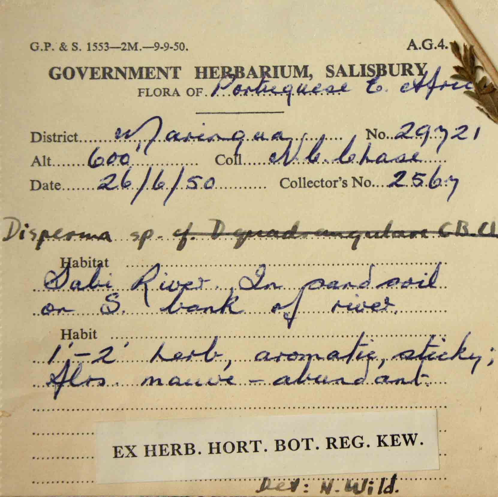 Duosperma quadrangulare Duosperma quadrangulare