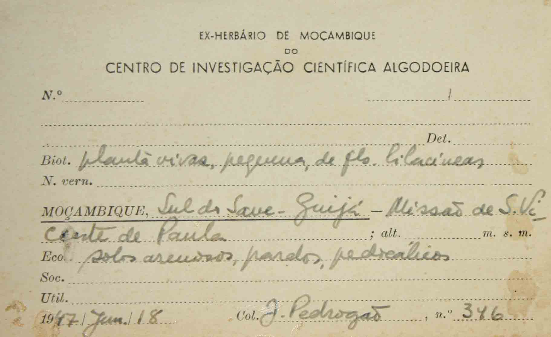 Duosperma quadrangulare Duosperma quadrangulare